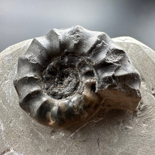 Eugassiceras Ammonite shell fossil with box and stand - Whitby, North Yorkshire Jurassic Coast Yorkshire Fossils