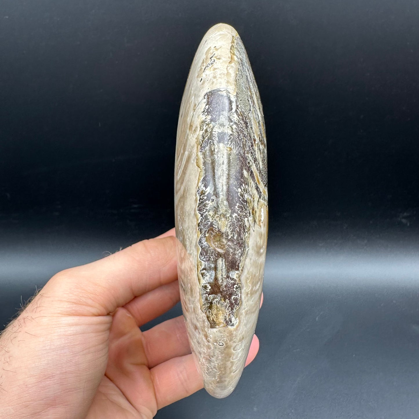 Cleoniceras Ammonite Fossil With Stand - Cretaceous Ammonite Madagascar