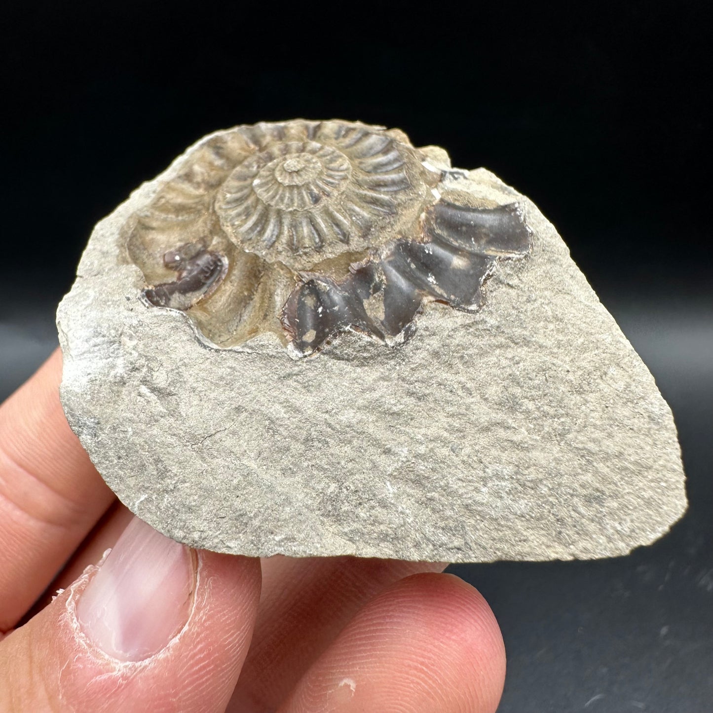 Androgynoceras maculatum Ammonite fossil with box and stand - Whitby, North Yorkshire Jurassic Coast Yorkshire Fossils n