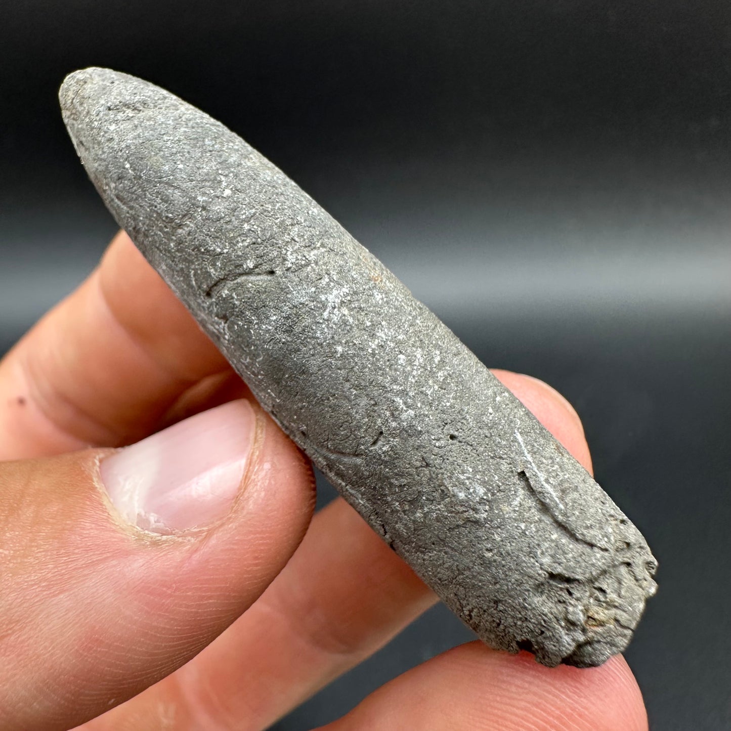 Belemnite (Fossil Squid) shell fossil - Whitby, North Yorkshire Jurassic Coast Yorkshire Fossils