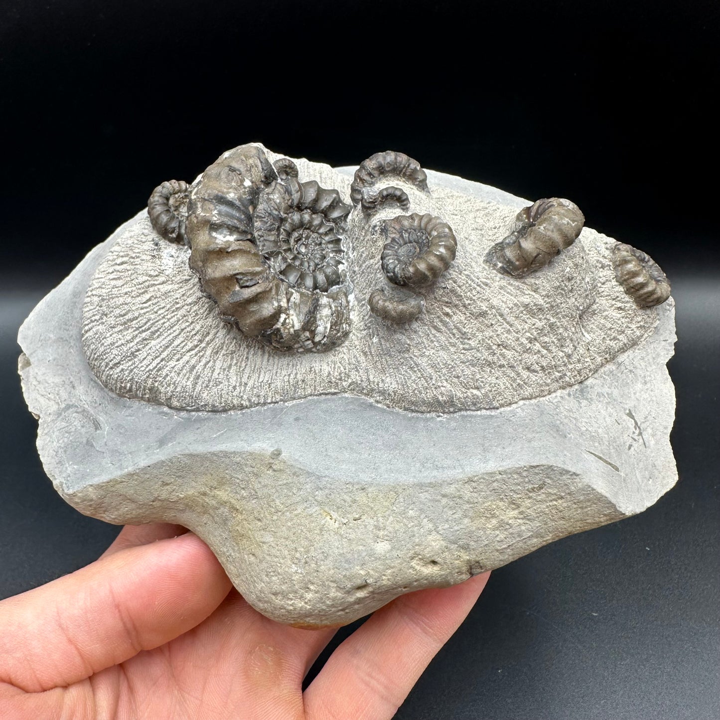 Androgynoceras maculatum ammonite fossil with stand - Whitby, North Yorkshire Jurassic Coast Yorkshire Fossils