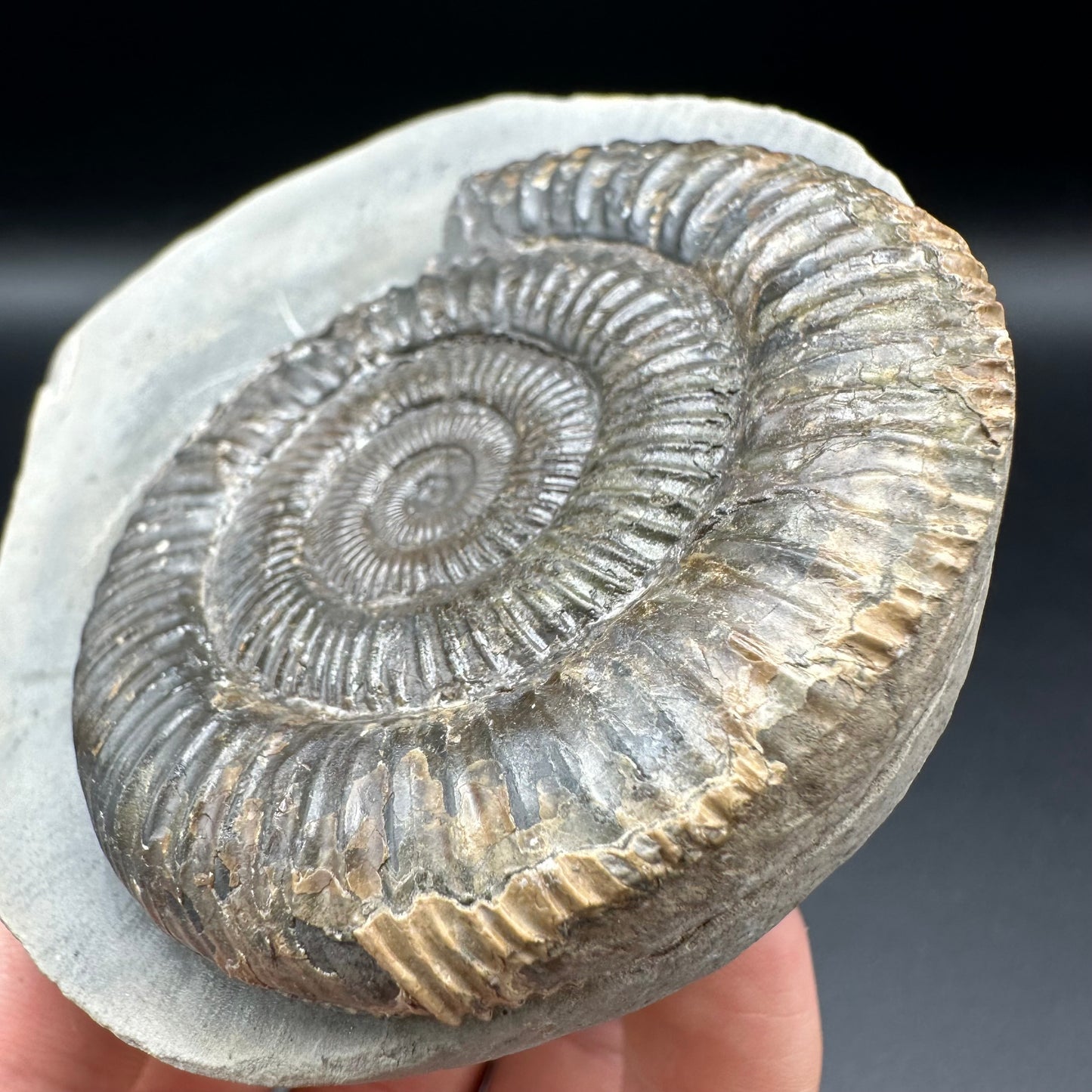 Dactylioceras Ammonite Fossil - Whitby, North Yorkshire Jurassic Coast Yorkshire Fossils