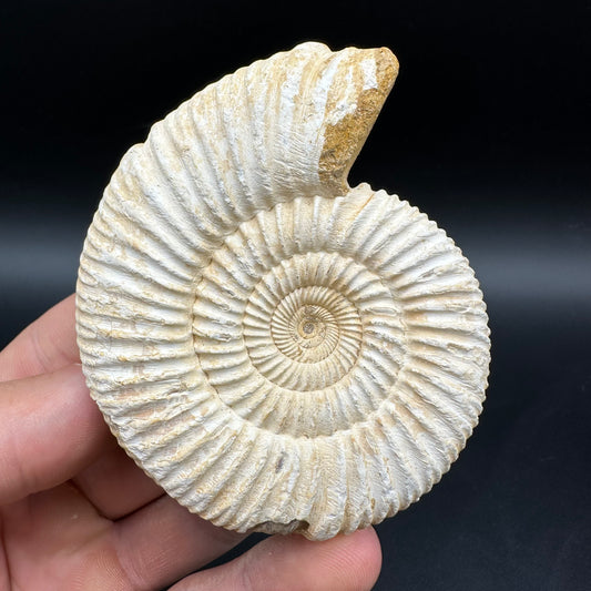 Dichotomosphinctes Ammonite Fossil With Box And Stand - Middle Jurassic Ammonite Madagascar