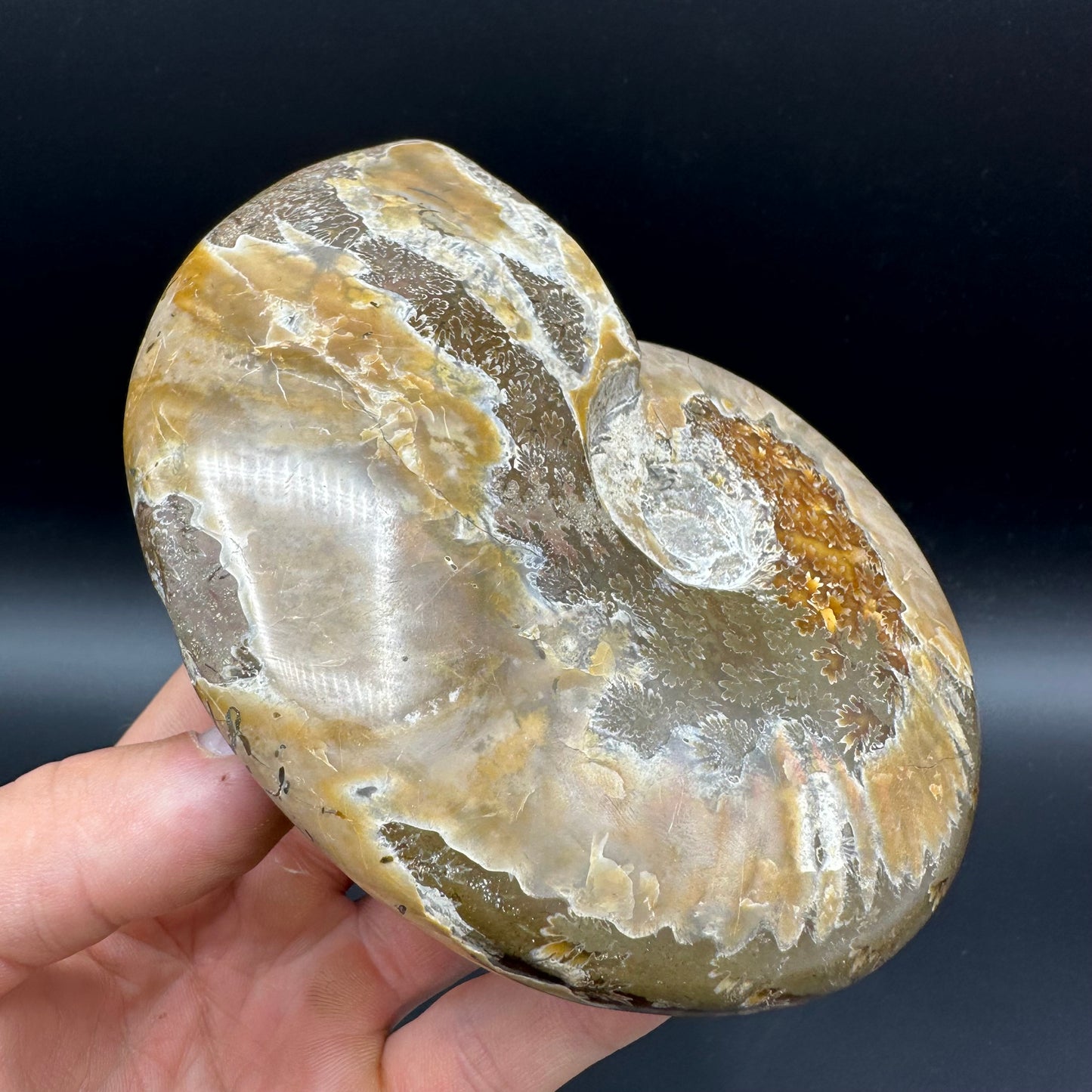 Cleoniceras Ammonite Fossil With Stand - Cretaceous Ammonite Madagascar