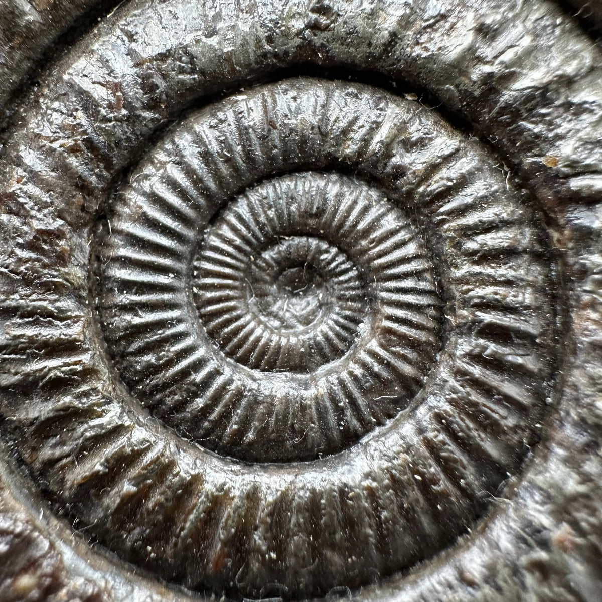 Dactylioceras Ammonite Fossil With box and Stand - Whitby, North Yorkshire Jurassic Coast Yorkshire Fossils