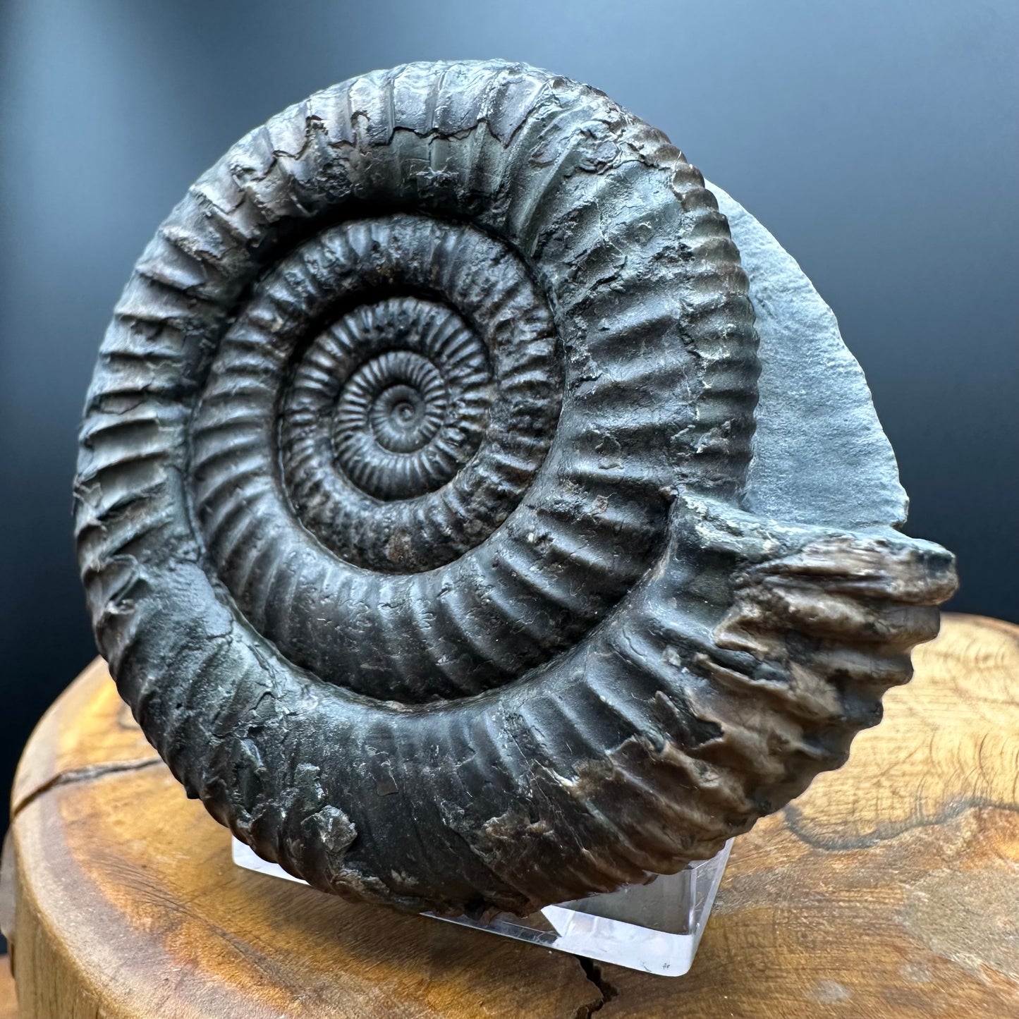 Dactylioceras Ammonite Fossil With box and Stand - Whitby, North Yorkshire Jurassic Coast Yorkshire Fossils