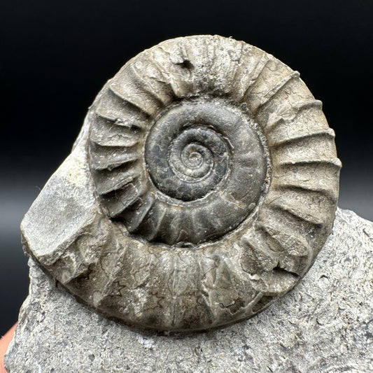 Arnioceras ammonite shell fossil with box and stand - Whitby, North Yorkshire Jurassic Coast Yorkshire Fossils