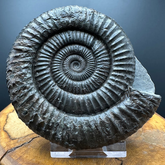 Dactylioceras Ammonite Fossil With box and Stand - Whitby, North Yorkshire Jurassic Coast Yorkshire Fossils