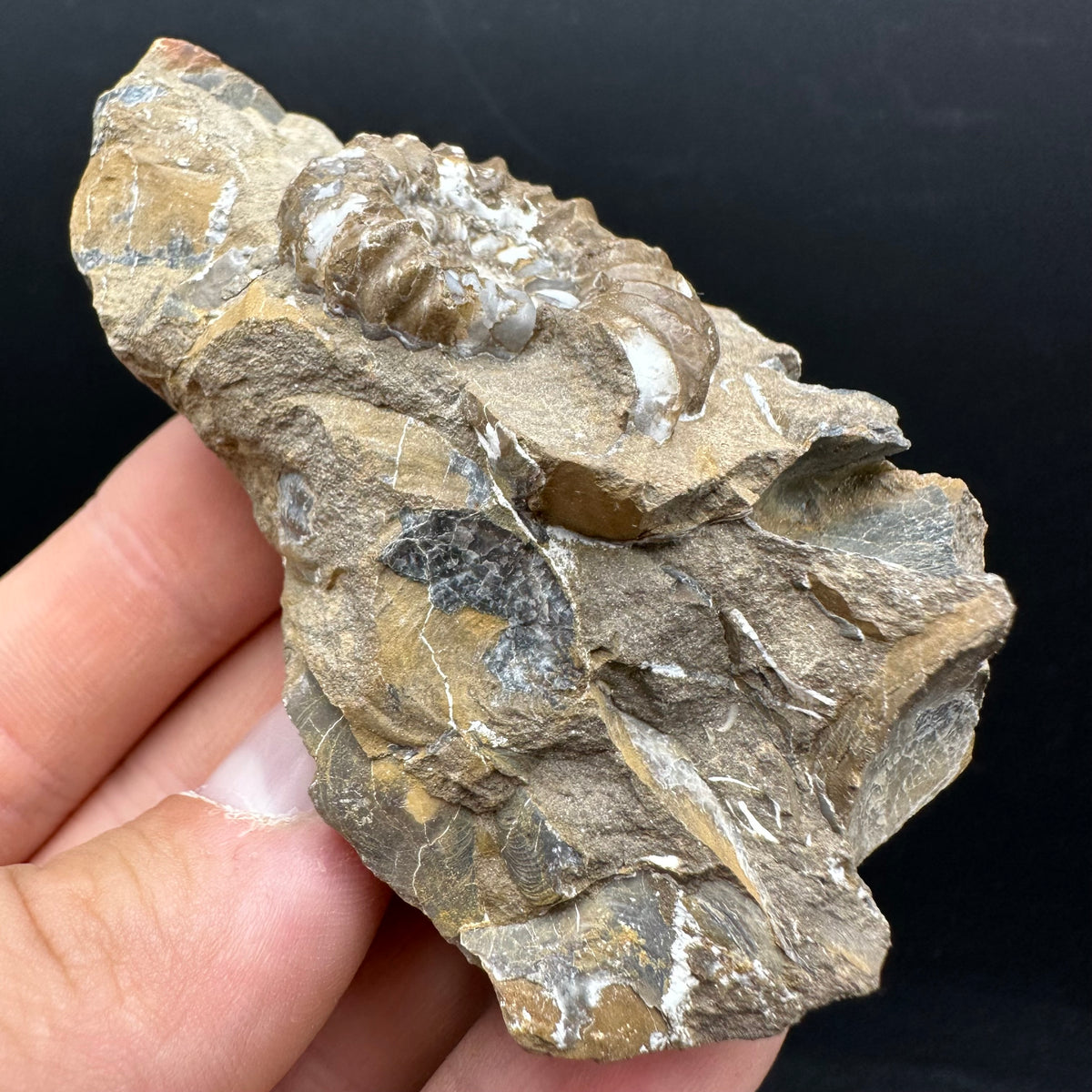 Androgynoceras capricornus Ammonite Fossil With Stand - Whitby, North Yorkshire Jurassic Coast Yorkshire Fossils