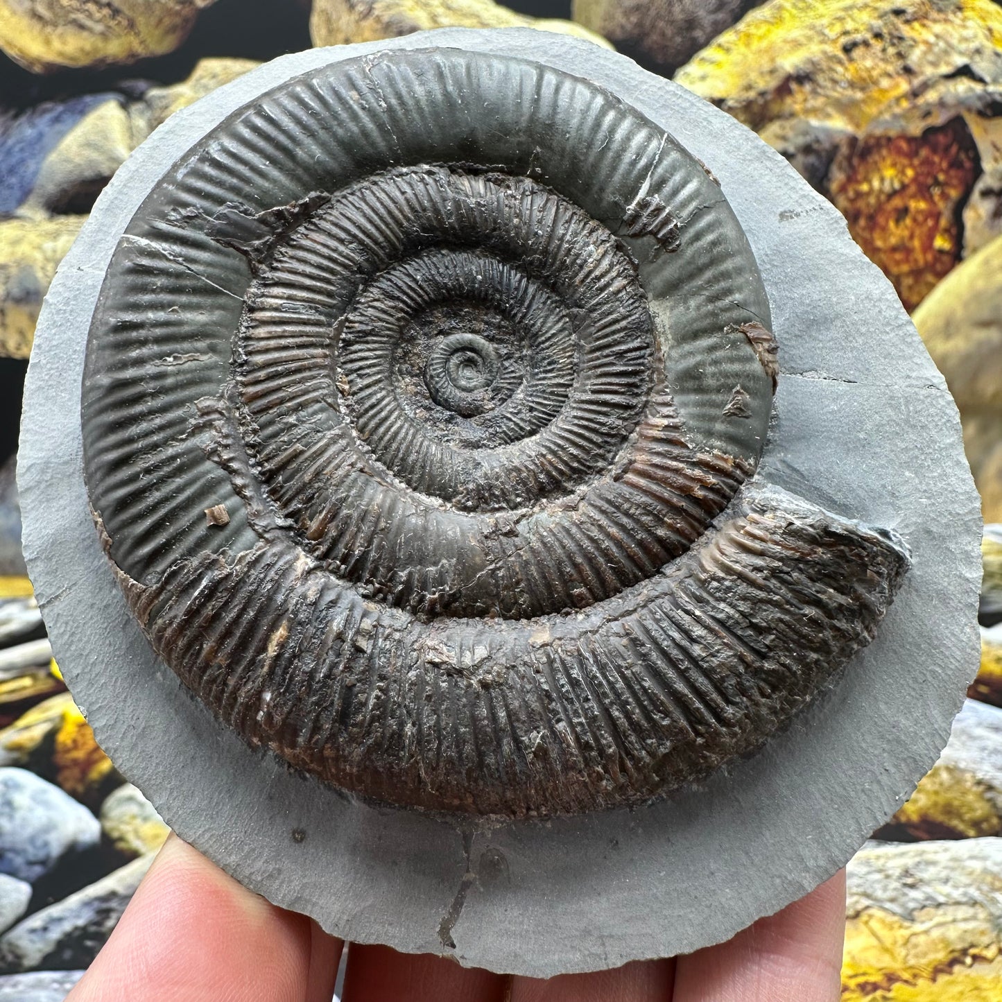 Dactylioceras tenuicostatum ammonite fossil - Whitby, North Yorkshire Jurassic Coast