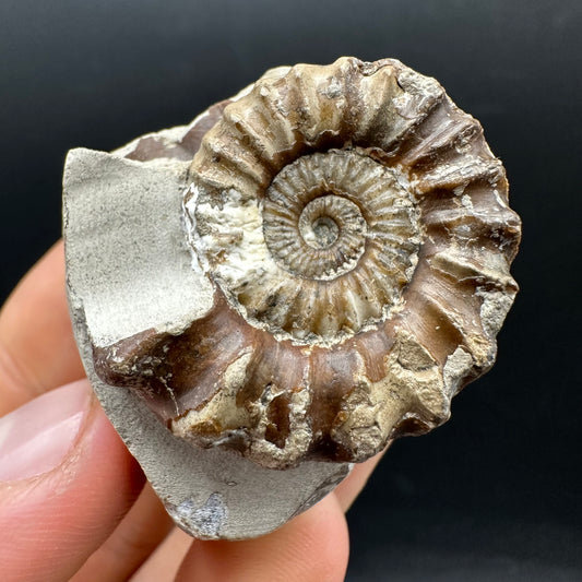 Oistoceras figulinum ammonite fossil with box and stand - Whitby, North Yorkshire Jurassic Coast Yorkshire Fossils