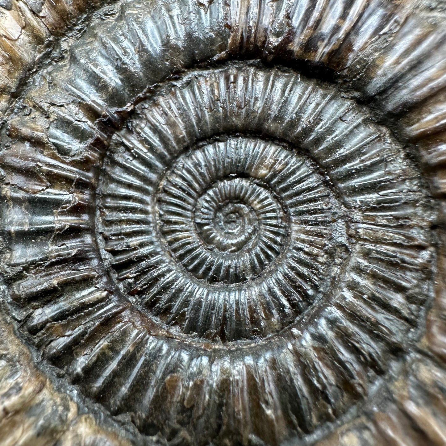 Dactylioceras Ammonite Fossil With Box And Stand - Whitby, North Yorkshire Jurassic Coast Yorkshire Fossils