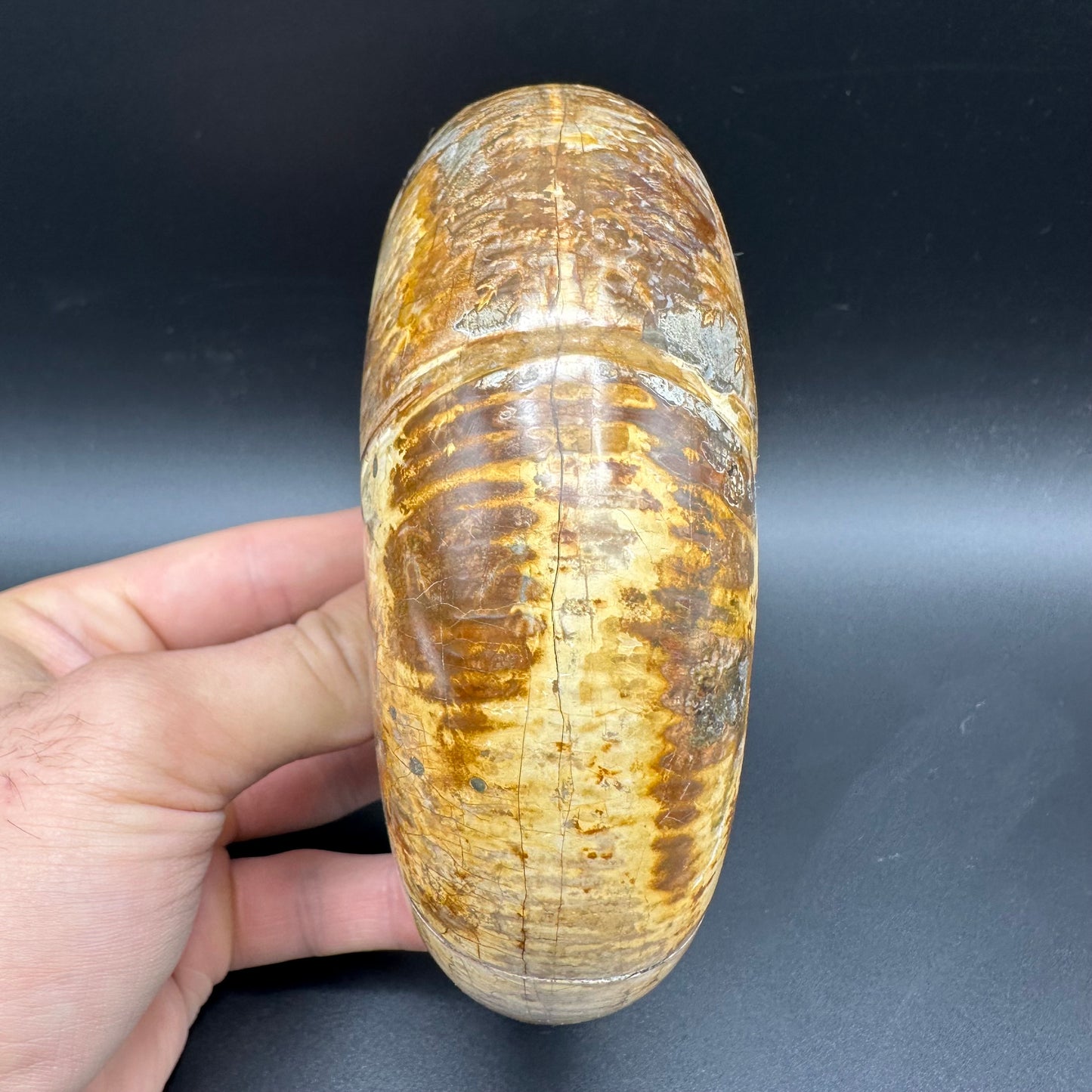 Puzosia Ammonite Fossil With Stand - Cretaceous Ammonite Madagascar
