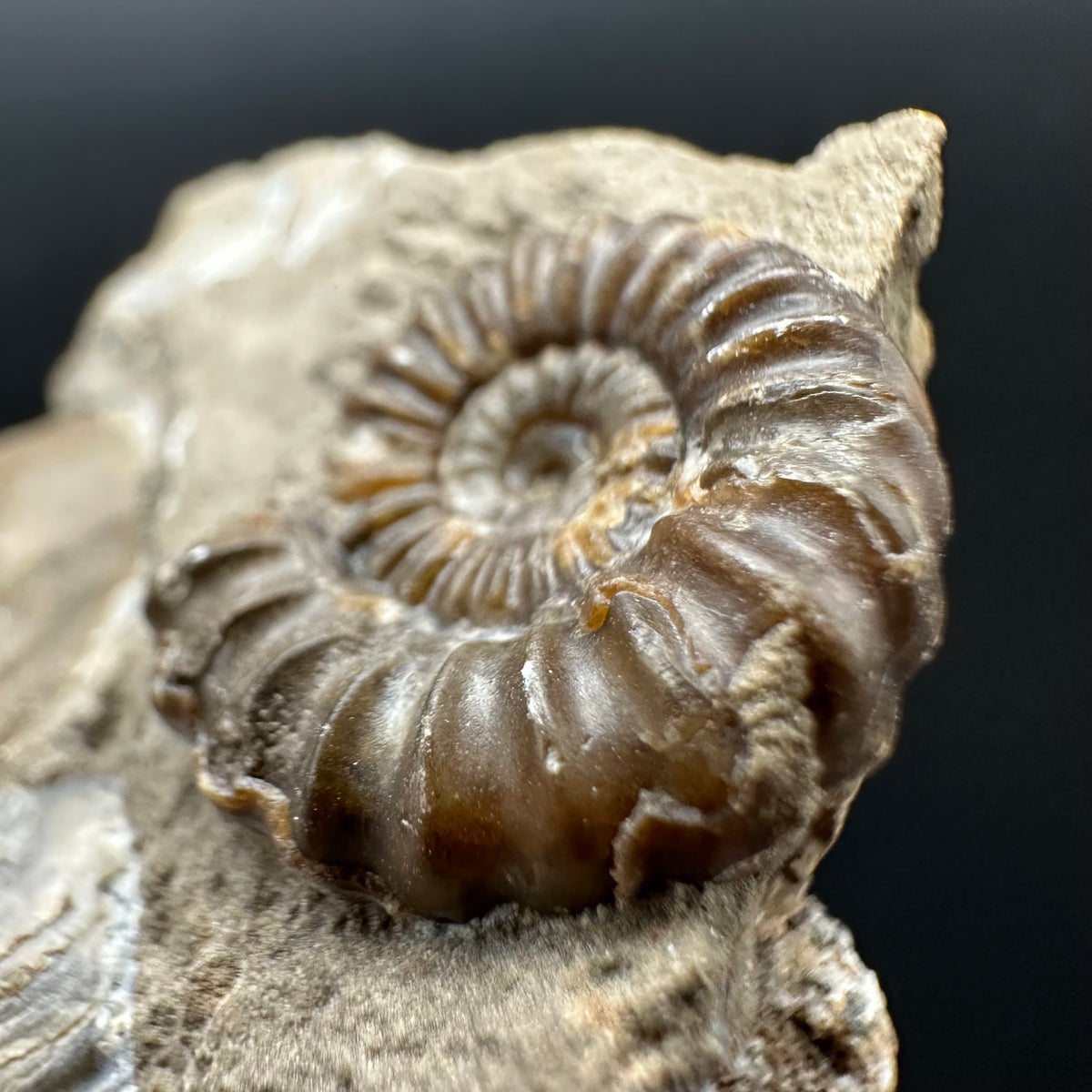 Androgynoceras capricornus Ammonite Fossil With Stand - Whitby, North Yorkshire Jurassic Coast Yorkshire Fossils