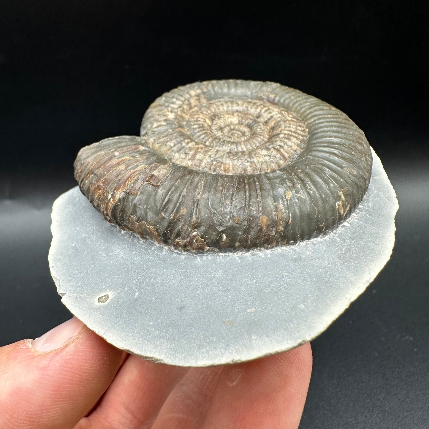 Zugodactylites ammonite fossil with box and stand - Whitby, North Yorkshire Jurassic Coast, Yorkshire fossils
