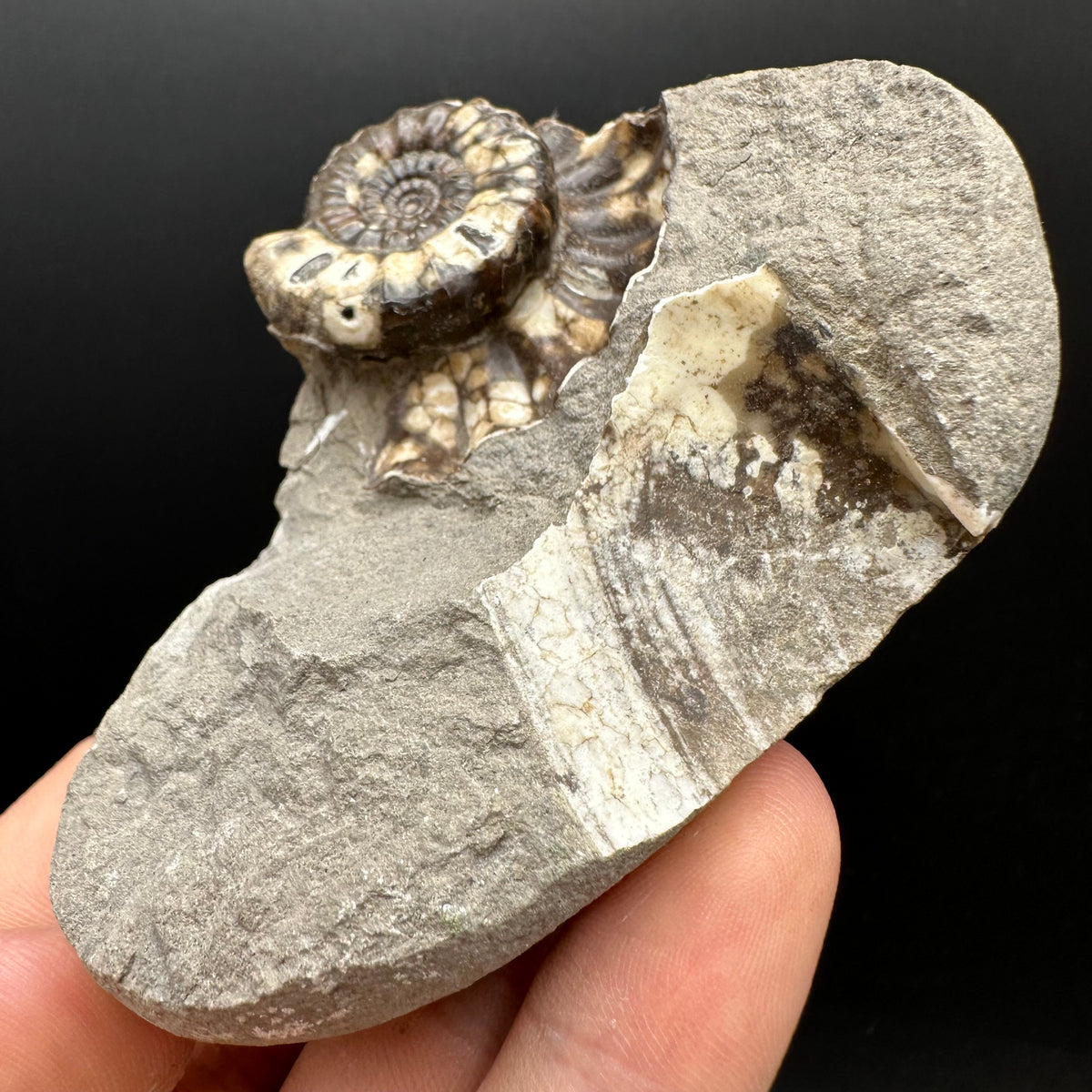 Androgynoceras maculatum ammonite fossil with box and stand - Whitby, North Yorkshire Jurassic Coast Yorkshire Fossils