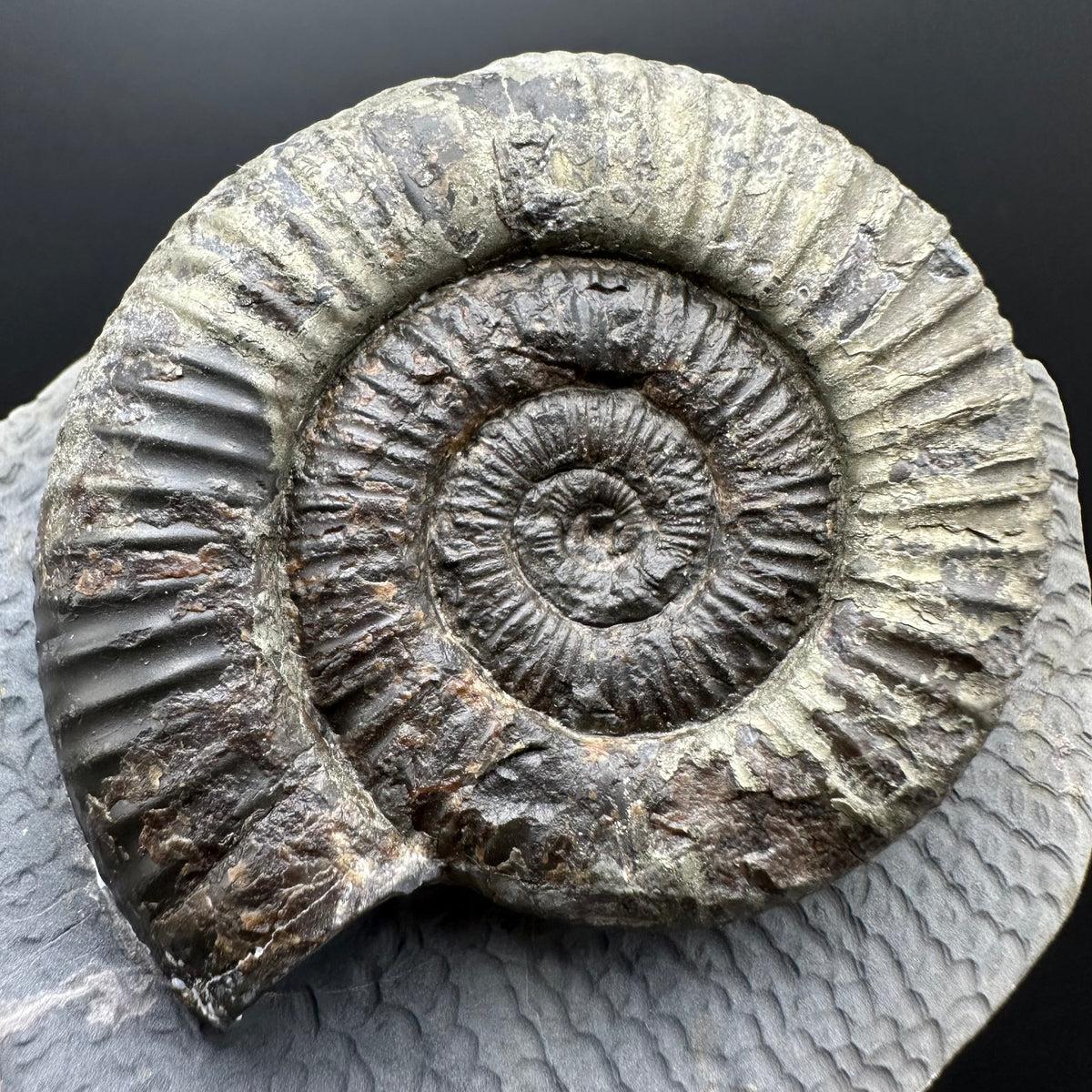 Dactylioceras Ammonite Fossil With Stand - Whitby, North Yorkshire Jurassic Coast Yorkshire Fossils