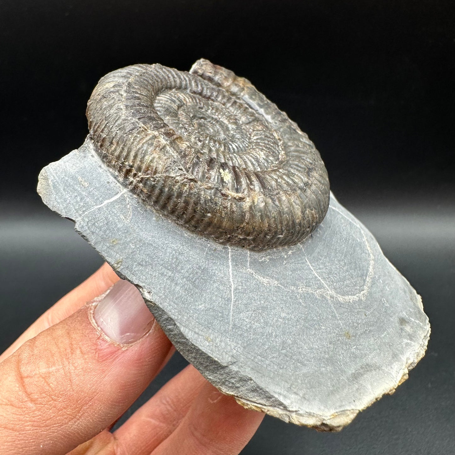 Dactylioceras Ammonite Fossil With Box And Stand - Whitby, North Yorkshire Jurassic Coast Yorkshire Fossils
