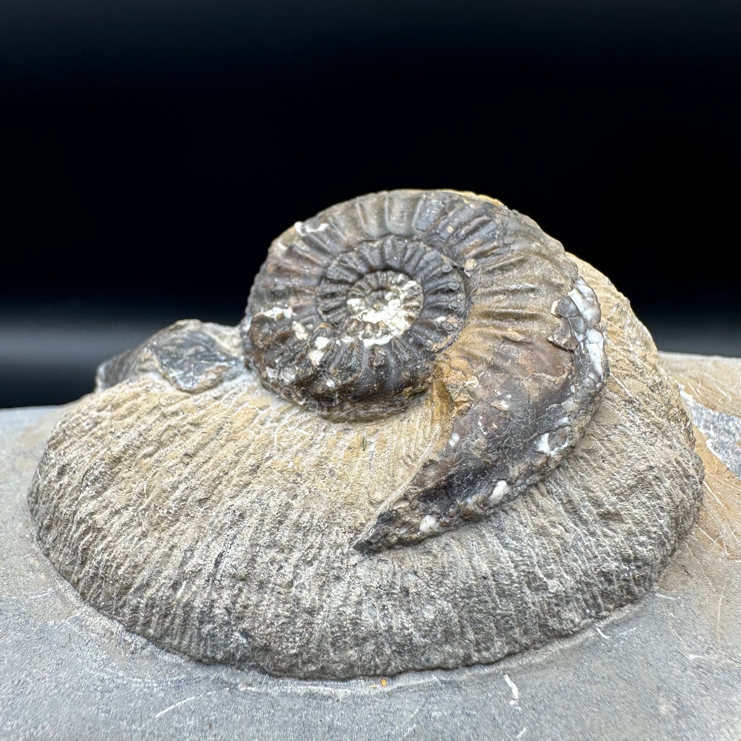 Amaltheus subnodosus ammonite fossil - Whitby, North Yorkshire Jurassic Coast Yorkshire Fossils