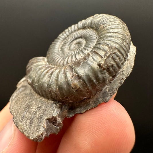 Dactylioceras Ammonite Fossil Gift Set - Whitby, North Yorkshire Jurassic Coast Yorkshire Fossils