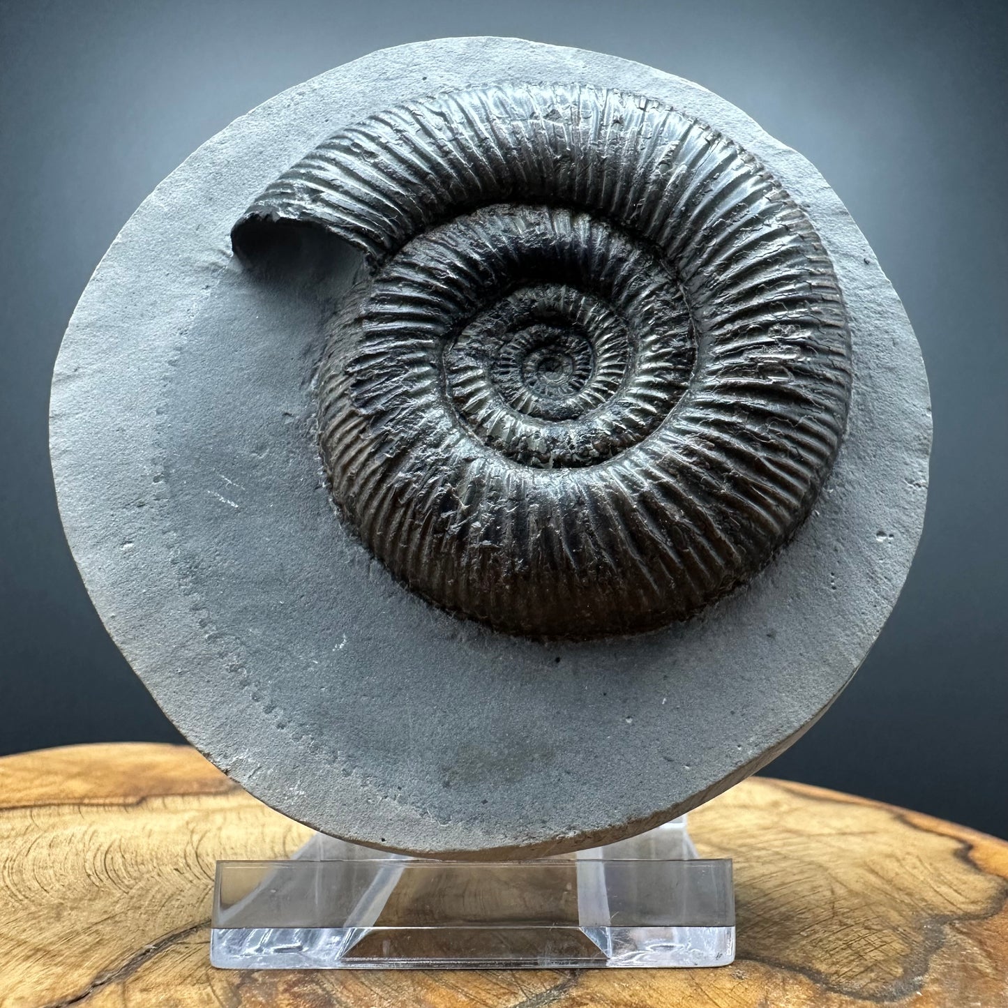 Dactylioceras semicelatum Ammonite fossil with stand - Whitby, North Yorkshire Jurassic Coast Yorkshire Fossils