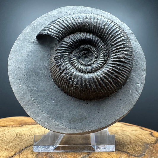Dactylioceras semicelatum Ammonite fossil with stand - Whitby, North Yorkshire Jurassic Coast Yorkshire Fossils