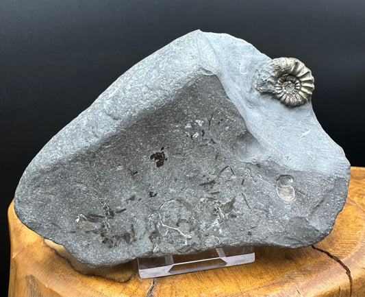 Golden Xipheroceras Ammonite shell fossil with box and stand - Whitby, North Yorkshire Jurassic Coast Yorkshire Fossils