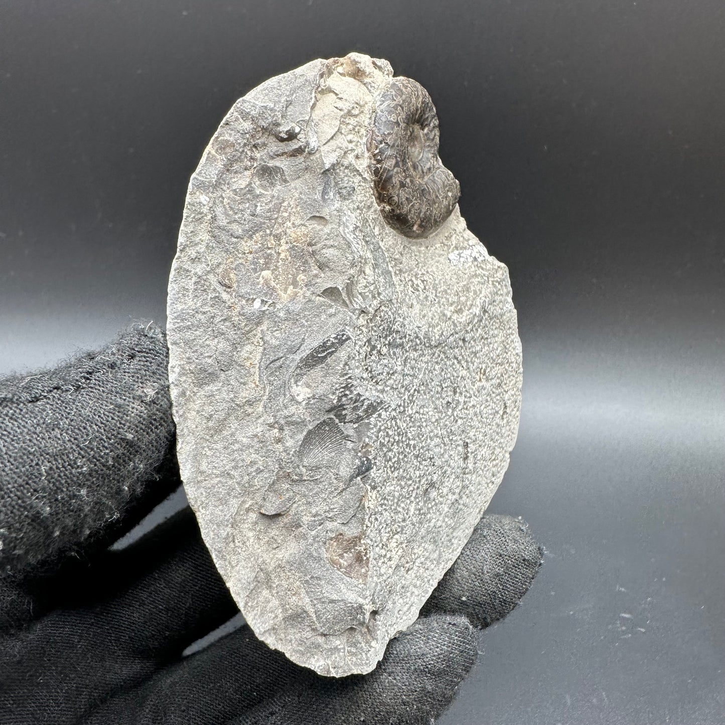 Grammoceras thoaurense Ammonite shell fossil with box and stand - Whitby, North Yorkshire, Yorkshire Fossils from the Jurassic Coast