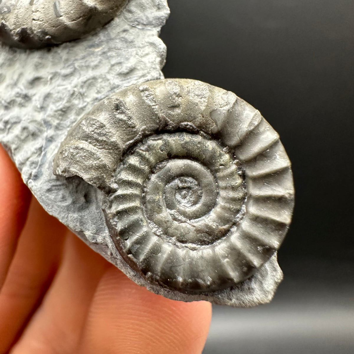 Arnioceras ammonite shell fossil with box and stand - Whitby, North Yorkshire Jurassic Coast Yorkshire Fossils