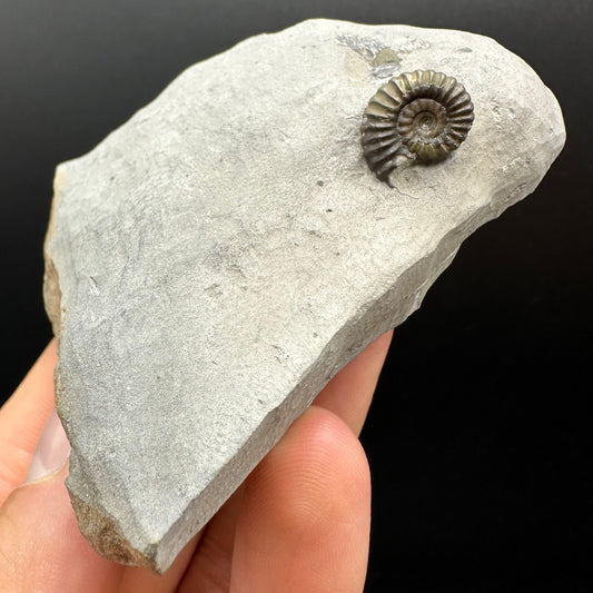 Promicroceras Ammonite shell fossil with box and stand - Whitby, North Yorkshire Jurassic Coast Yorkshire Fossils