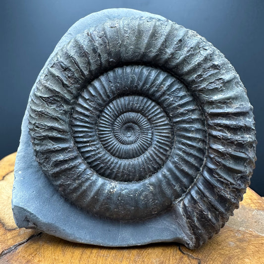 Dactylioceras Ammonite Fossil With box and Stand - Whitby, North Yorkshire Jurassic Coast Yorkshire Fossils