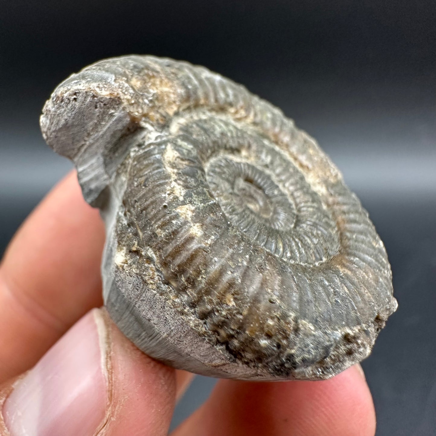 Dactylioceras Ammonite Fossil With Box And Stand - Whitby, North Yorkshire Jurassic Coast Yorkshire Fossils