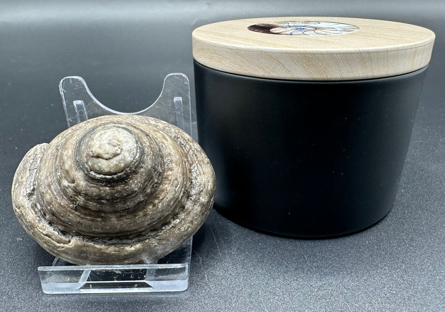 Gastropod Fossil Shell With Tin And Stand - Whitby, North Yorkshire, Jurassic Coast, Yorkshire Fossils