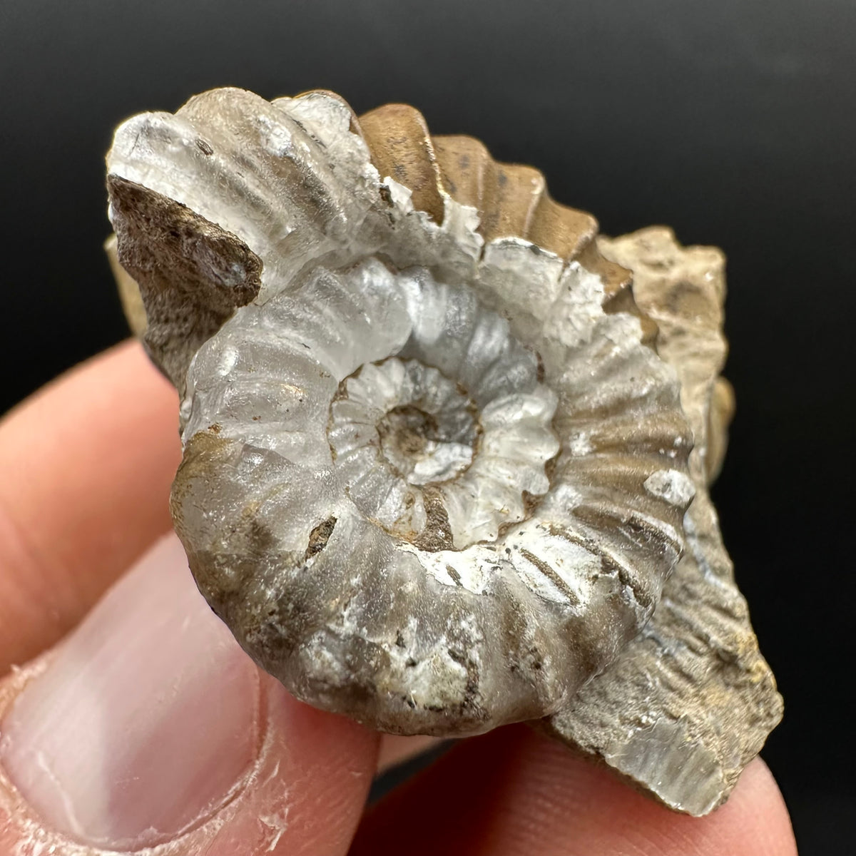 Androgynoceras capricornus Ammonite Fossil With Stand - Whitby, North Yorkshire Jurassic Coast Yorkshire Fossils