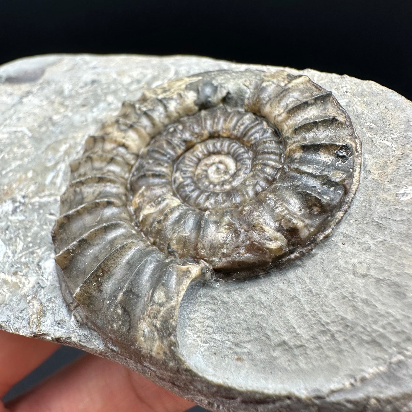 Arnioceras ammonite shell fossil with box and stand - Whitby, North Yorkshire Jurassic Coast Yorkshire Fossils