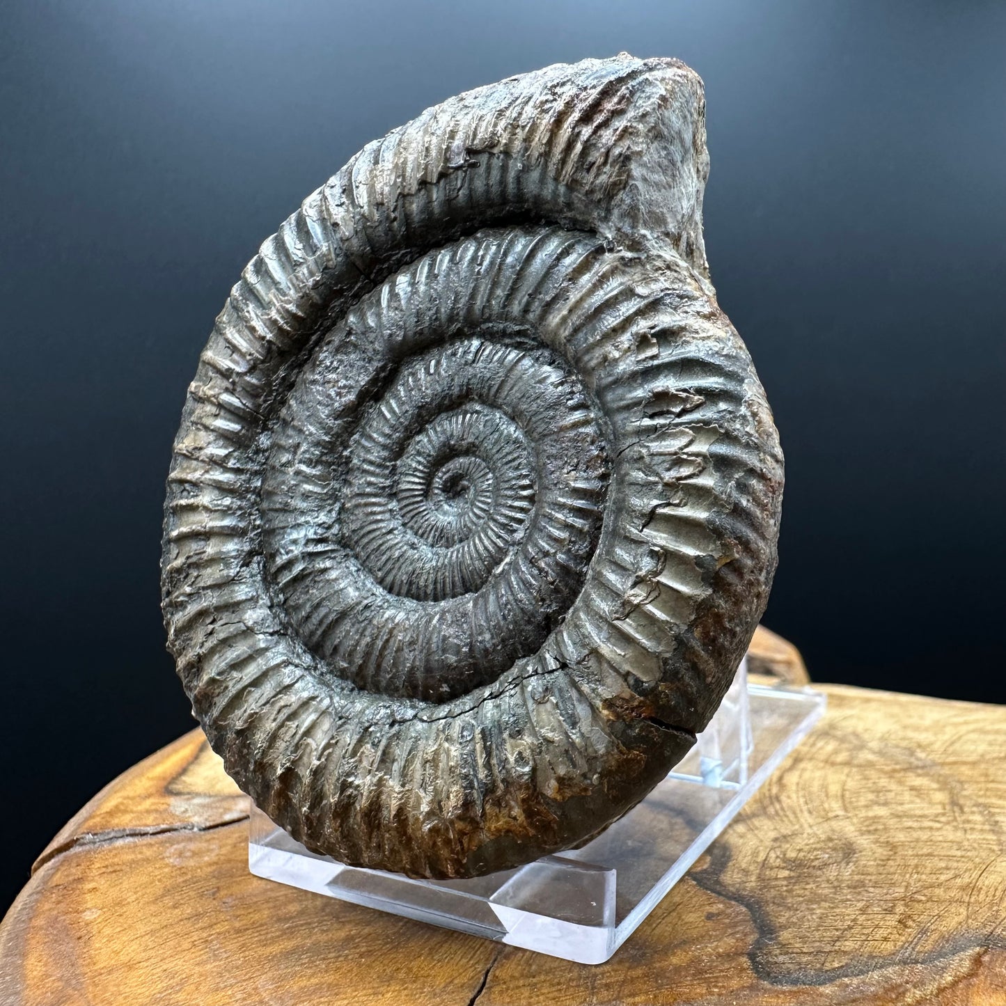 Dactylioceras Ammonite Fossil With box and Stand - Whitby, North Yorkshire Jurassic Coast Yorkshire Fossils