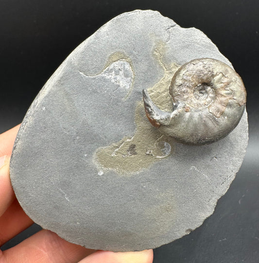 Agassiceras sp. ammonite fossil with box and stand - Whitby, North Yorkshire Jurassic Coast Yorkshire Fossils
