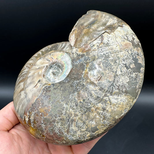 Cleoniceras Ammonite Fossil With Stand - Cretaceous Ammonite Madagascar