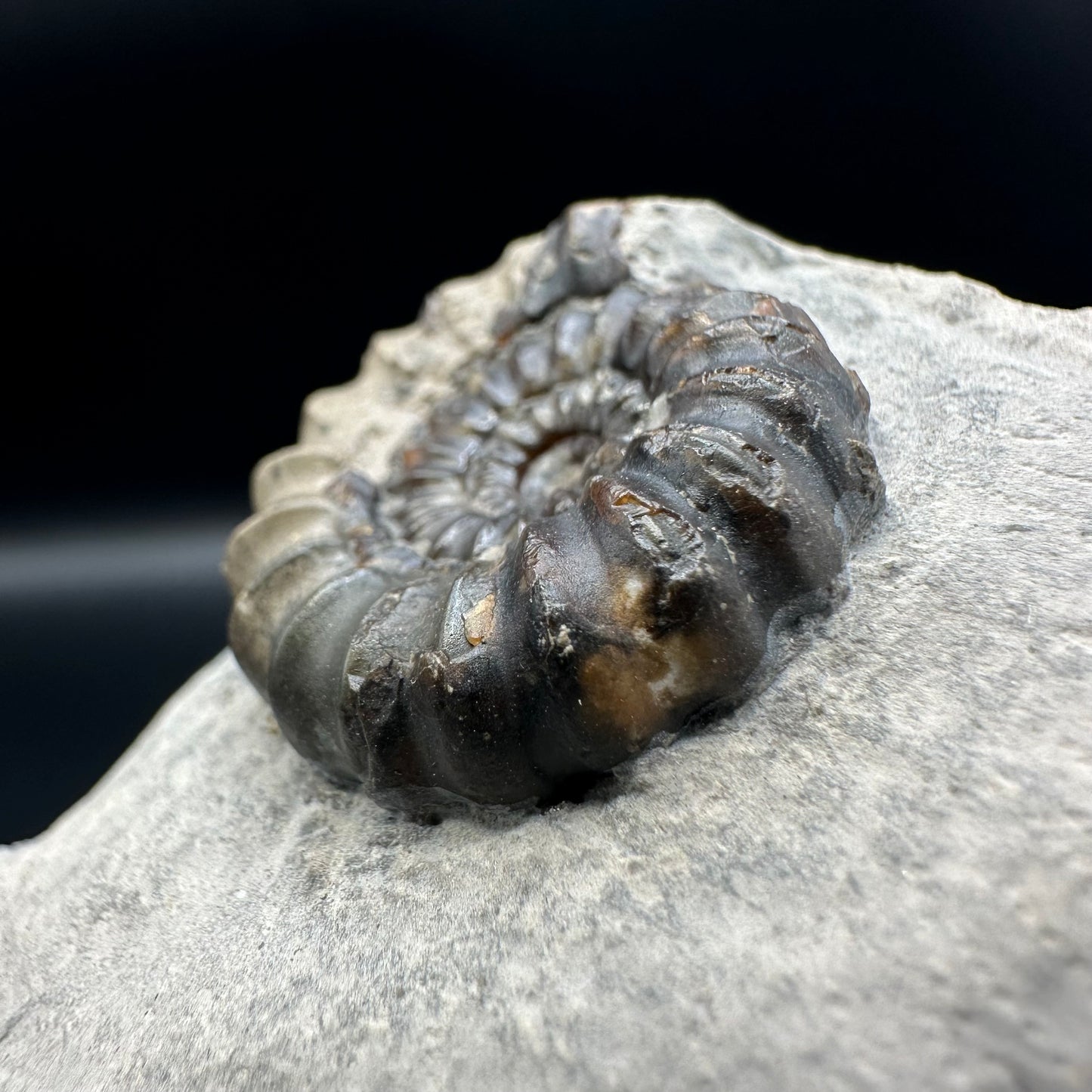 Androgynoceras maculatum ammonite fossil with gift box and stand - Whitby, North Yorkshire Jurassic Coast Yorkshire Fossils