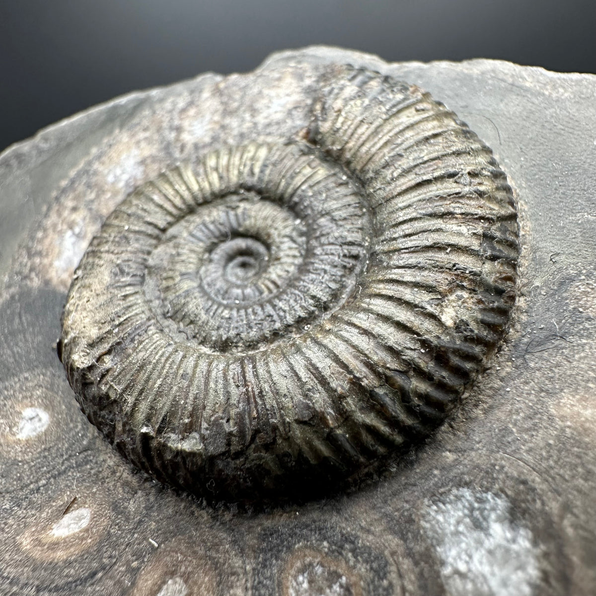 Dactylioceras Ammonite Fossil With box and Stand - Whitby, North Yorkshire Jurassic Coast Yorkshire Fossils