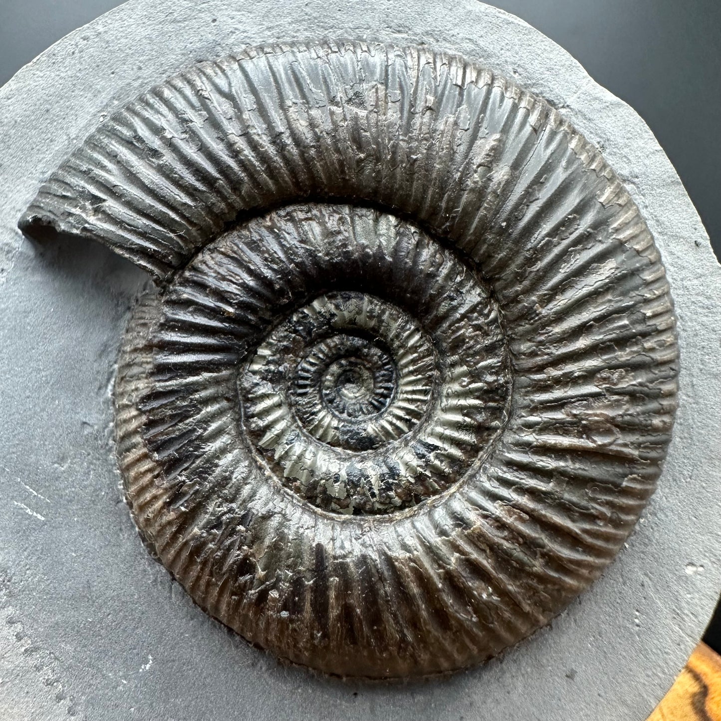 Dactylioceras semicelatum Ammonite fossil with stand - Whitby, North Yorkshire Jurassic Coast Yorkshire Fossils