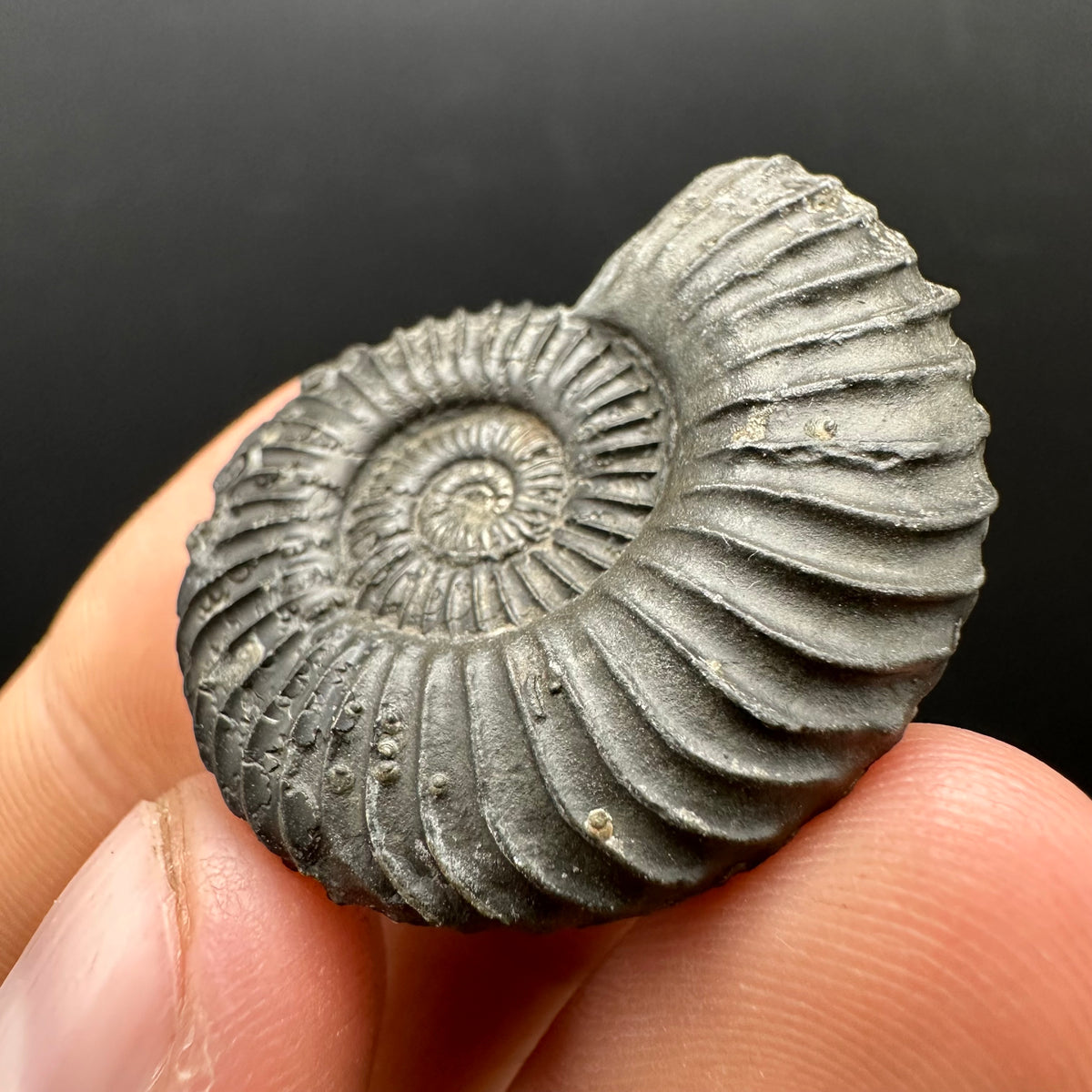 Schlothemia sp. ammonite fossil with box and stand - Whitby, North Yorkshire Jurassic Coast, Yorkshire fossils