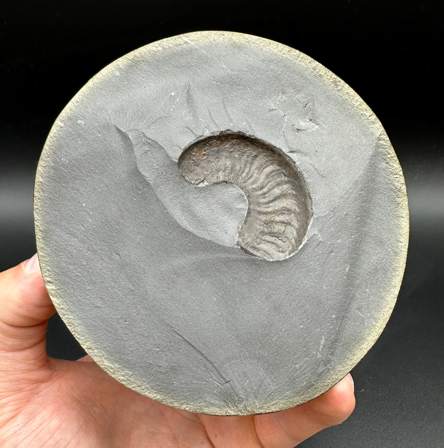 Golden Egg (GENUINE) Ammonite Fossil With Stand - Whitby, North Yorkshire Jurassic Coast Yorkshire Fossils