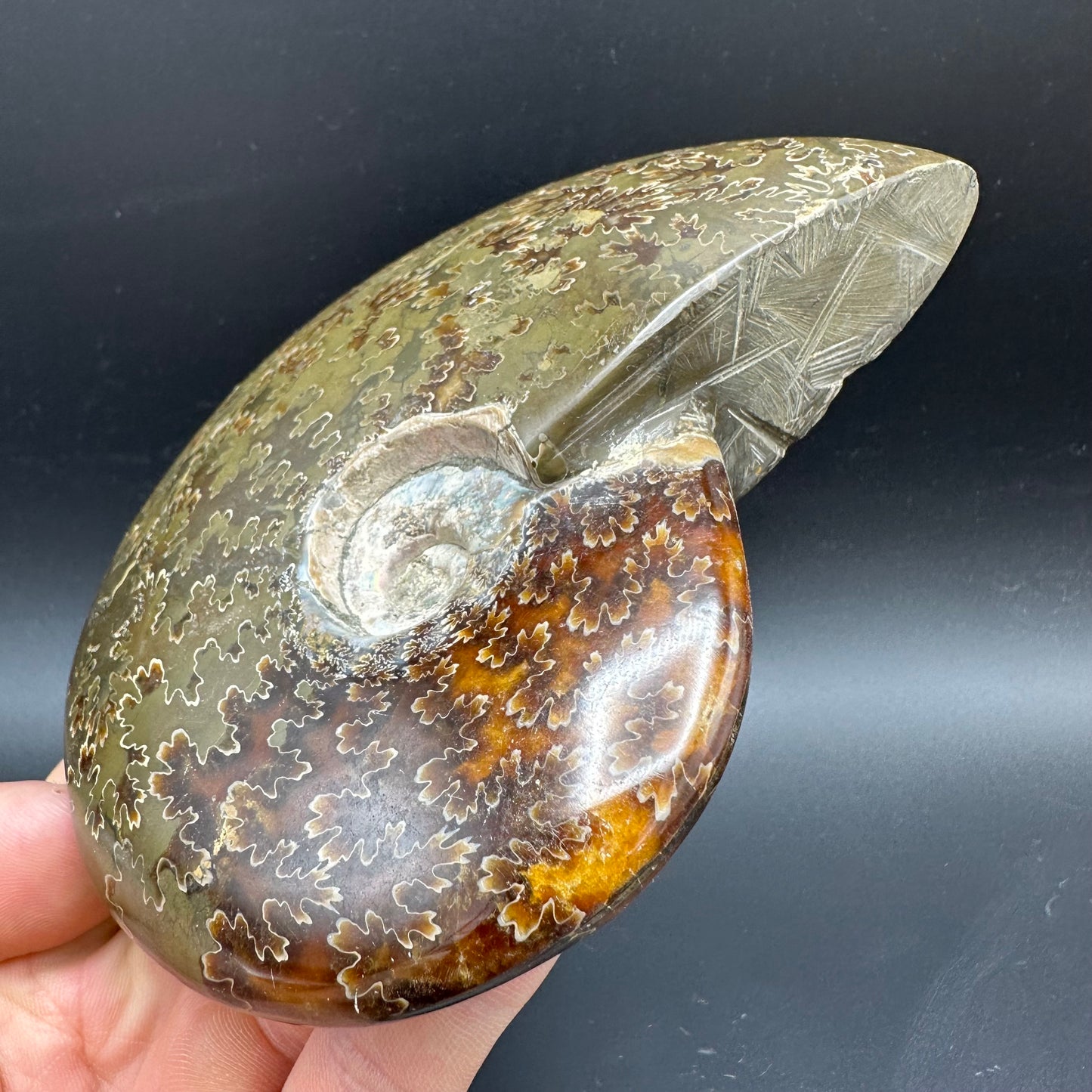 Cleoniceras Ammonite Fossil With Stand - Cretaceous Ammonite Madagascar