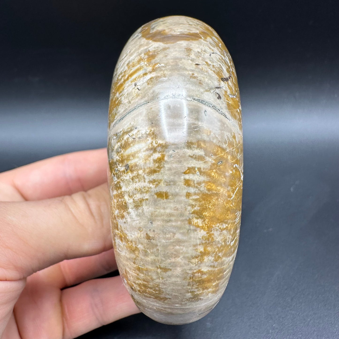Puzosia Ammonite Fossil With Box And Stand - Cretaceous Ammonite Madagascar
