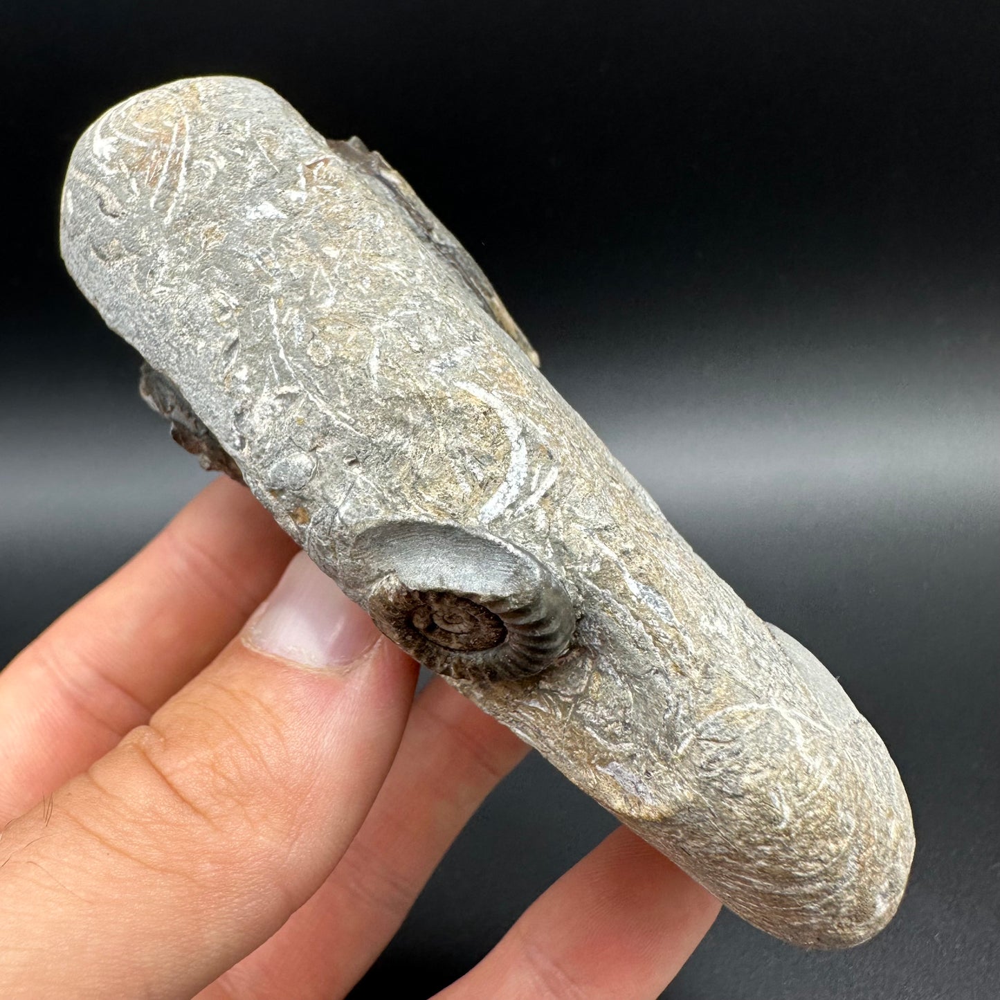 Arnioceras ammonite shell fossil with box and stand - Whitby, North Yorkshire Jurassic Coast Yorkshire Fossils