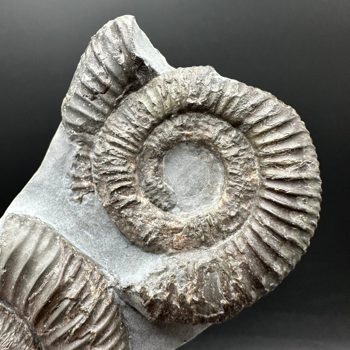 Dactylioceras Ammonite Fossil With Stand - Whitby, North Yorkshire Jurassic Coast Yorkshire Fossils