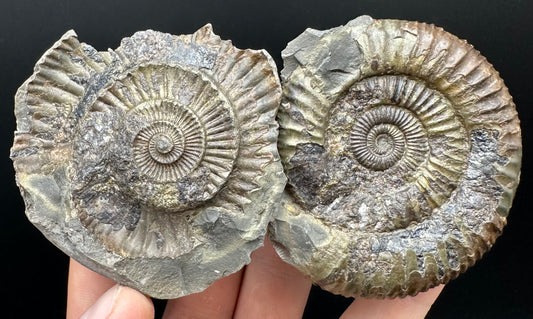 Dactylioceras Ammonite nodule (split pair) Fossil With Box And Stand - Whitby, North Yorkshire Jurassic Coast Yorkshire Fossils