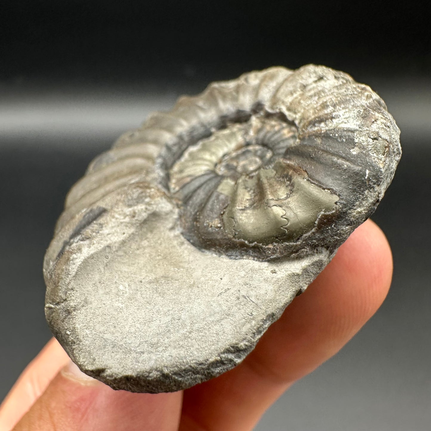 Aegasteroceras sagittarium ammonite fossil with box and stand - Whitby, North Yorkshire Jurassic Coast Yorkshire Fossils