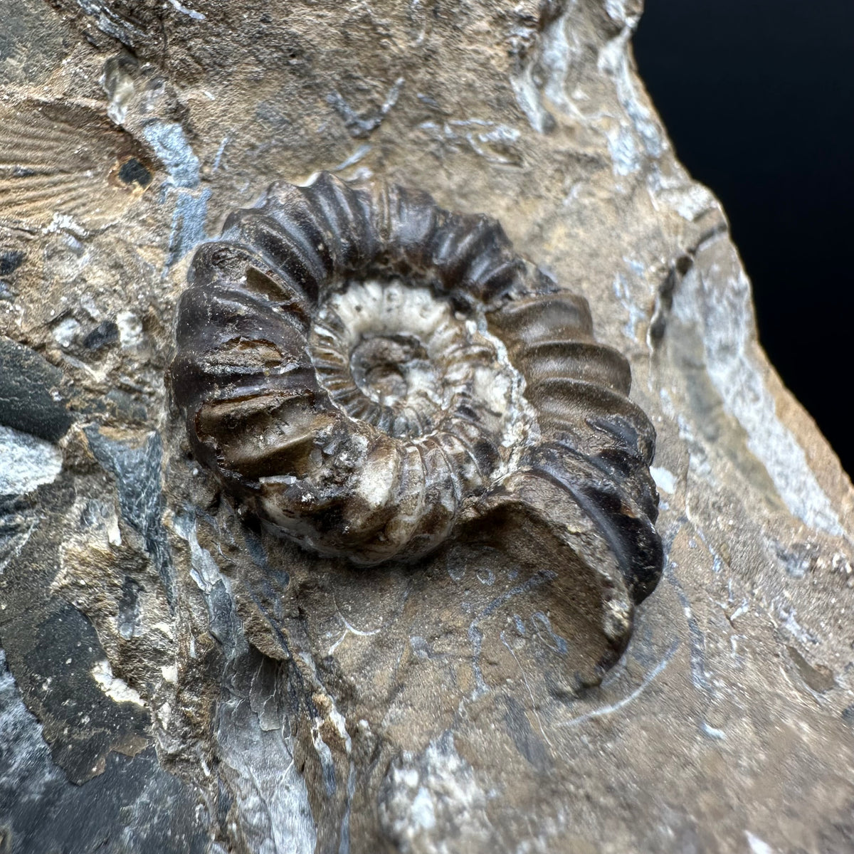 Androgynoceras capricornus Ammonite Fossil With Stand - Whitby, North Yorkshire Jurassic Coast Yorkshire Fossils